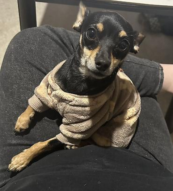 Вязка: Той-терьер, Самец, 1 год, С прививкой Бишкек - изображение 1