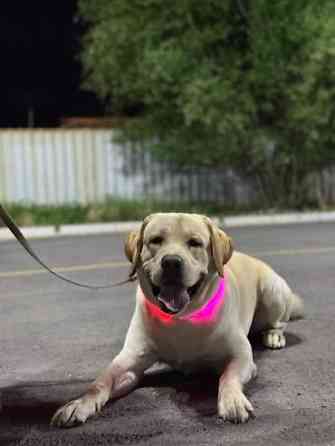 Вязка: Лабрадор-ретривер, Самец, 2 года, С прививкой, С родословной Бишкек