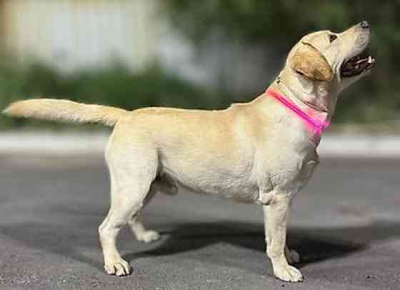 Вязка: Лабрадор-ретривер, Самец, 2 года, С прививкой, С родословной Бишкек