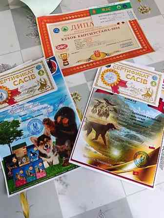 Вязка: Лабрадор-ретривер, Самец, 2 года, С прививкой, С родословной Бишкек