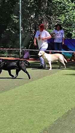 Вязка: Лабрадор-ретривер, Самец, 2 года, С прививкой, С родословной Бишкек