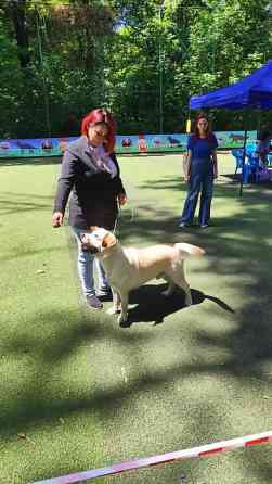 Вязка: Лабрадор-ретривер, Самец, 2 года, С прививкой, С родословной Бишкек