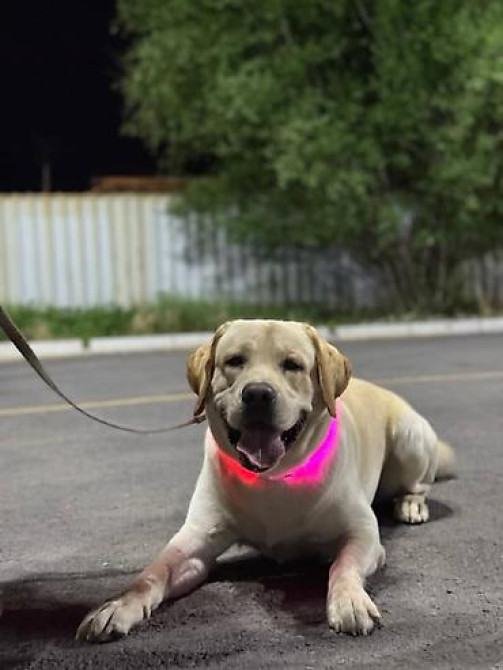 Вязка: Лабрадор-ретривер, Самец, 2 года, С прививкой, С родословной Бишкек - изображение 4