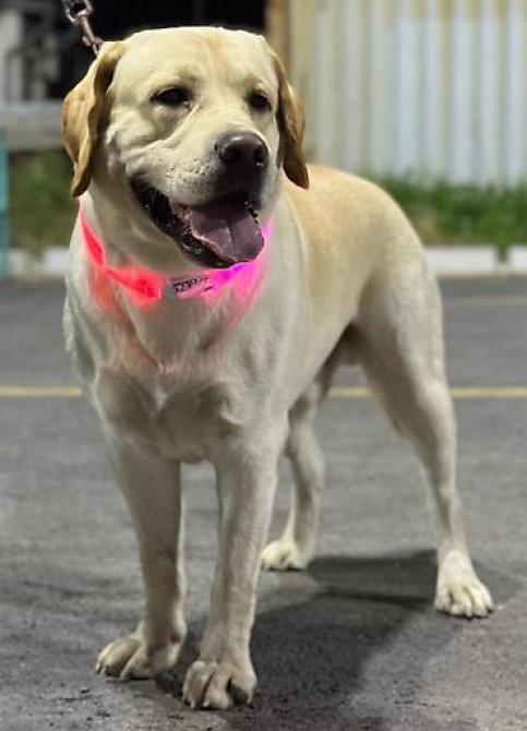 Вязка: Лабрадор-ретривер, Самец, 2 года, С прививкой, С родословной Бишкек - изображение 1