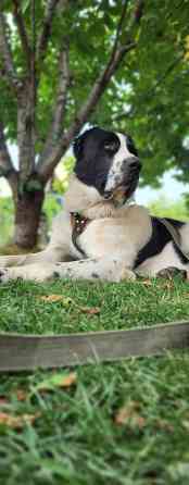 Вязка: Алабай, Самец, 2 года, С прививкой, С родословной Бишкек