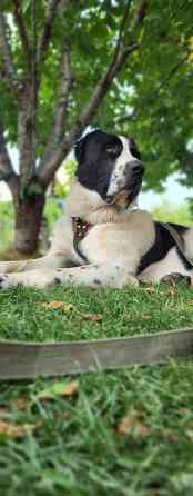 Вязка: Алабай, Самец, 2 года, С прививкой, С родословной Бишкек