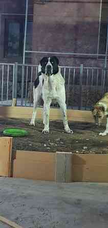 Вязка: Алабай, Самец, 2 года, С прививкой, С родословной Бишкек