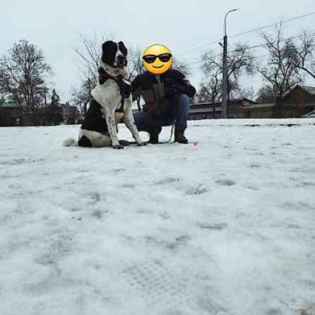 Вязка: Алабай, Самец, 2 года, С прививкой, С родословной Бишкек