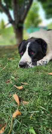 Вязка: Алабай, Самец, 2 года, С прививкой, С родословной Бишкек