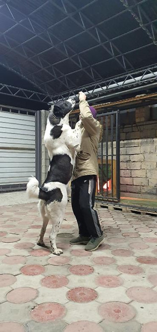 Вязка: Алабай, Самец, 2 года, С прививкой, С родословной Бишкек - изображение 3