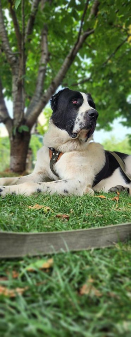 Вязка: Алабай, Самец, 2 года, С прививкой, С родословной Бишкек - изображение 6