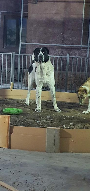 Вязка: Алабай, Самец, 2 года, С прививкой, С родословной Бишкек - изображение 4