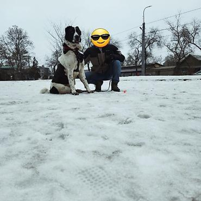 Вязка: Алабай, Самец, 2 года, С прививкой, С родословной Бишкек - изображение 5