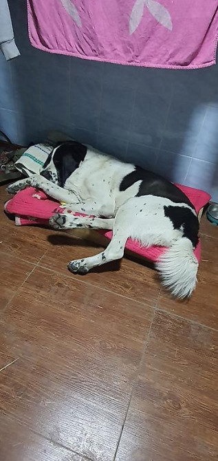 Вязка: Алабай, Самец, 2 года, С прививкой, С родословной Бишкек - изображение 7