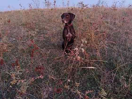 Вязка: Курцхаар, Самец, Более 5 лет, С родословной Бишкек