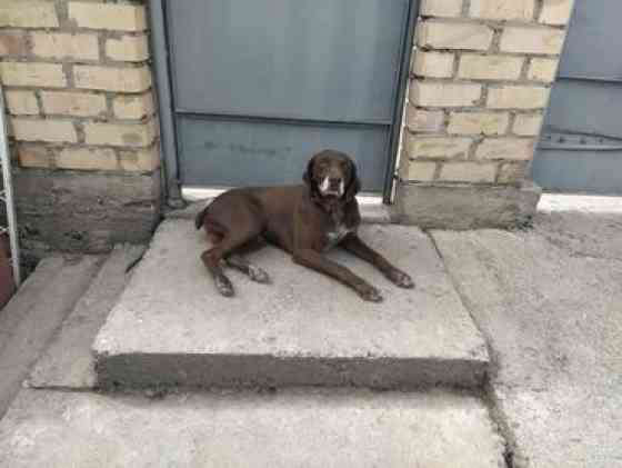 Вязка: Курцхаар, Самец, Более 5 лет, С родословной Бишкек