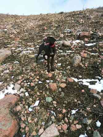 Вязка: Курцхаар, Самец, Более 5 лет, С родословной Бишкек