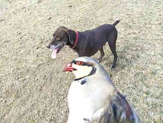Вязка: Курцхаар, Самец, Более 5 лет, С родословной Бишкек