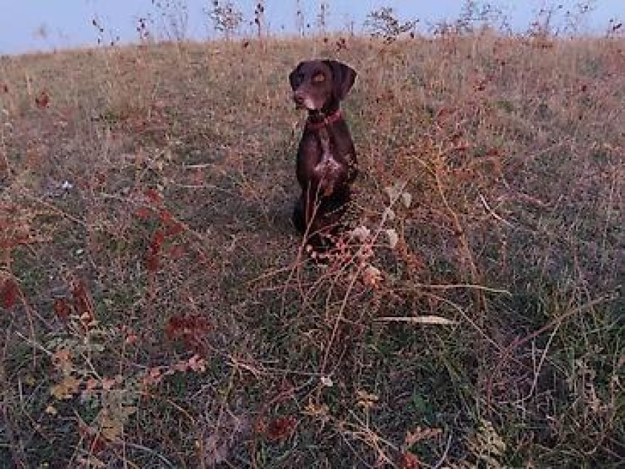 Вязка: Курцхаар, Самец, Более 5 лет, С родословной Бишкек - изображение 3