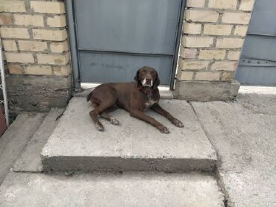 Вязка: Курцхаар, Самец, Более 5 лет, С родословной Бишкек - изображение 1