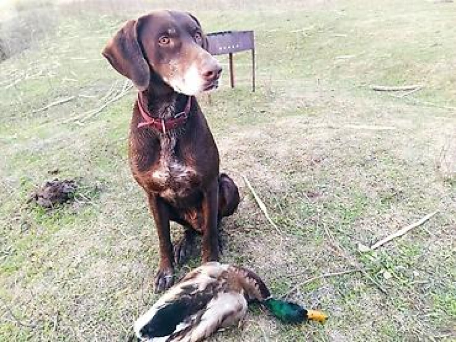 Вязка: Курцхаар, Самец, Более 5 лет, С родословной Бишкек - изображение 6