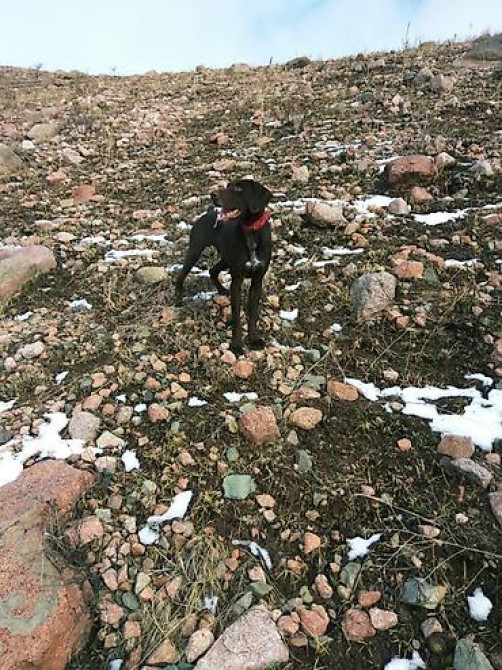 Вязка: Курцхаар, Самец, Более 5 лет, С родословной Бишкек - изображение 4