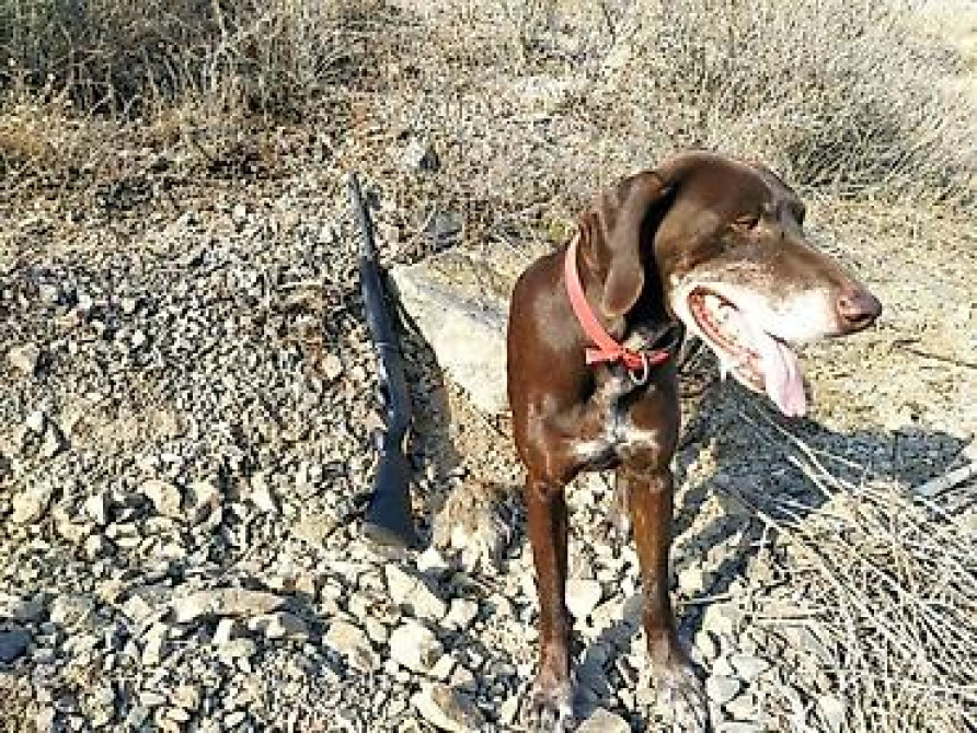 Вязка: Курцхаар, Самец, Более 5 лет, С родословной Бишкек - изображение 5