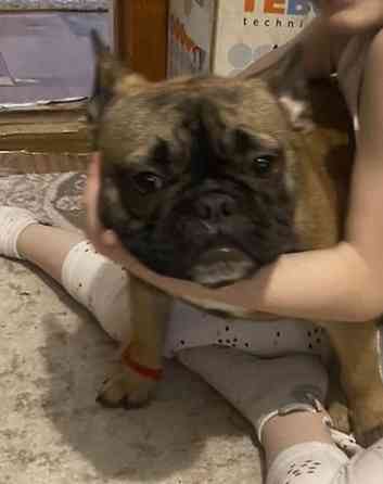 Девочке породы Французский бульдог ищем мальчика для вязки . Девочка с Бишкек