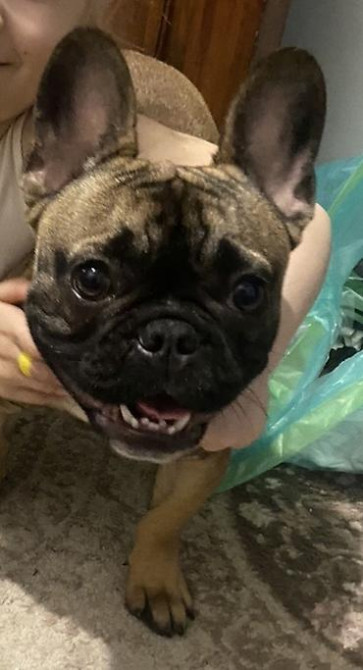 Девочке породы Французский бульдог ищем мальчика для вязки . Девочка с Бишкек - изображение 2