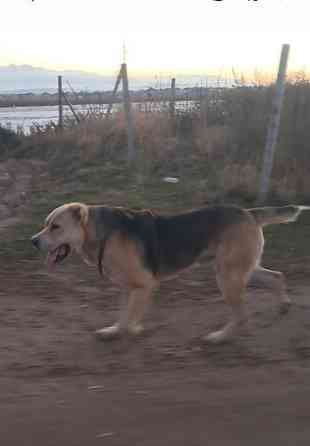 Вязка: Алабай, Самец, 2 года, С родословной Бишкек