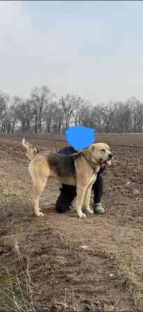 Вязка: Алабай, Самец, 2 года, С родословной Бишкек