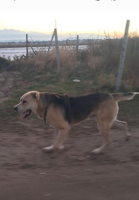 Вязка: Алабай, Самец, 2 года, С родословной Бишкек - изображение 2