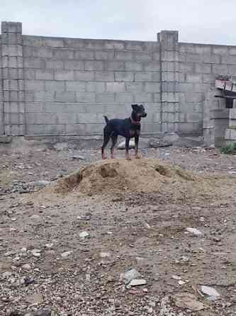 Вязка ягдтерьер самец прививкой Бишкек