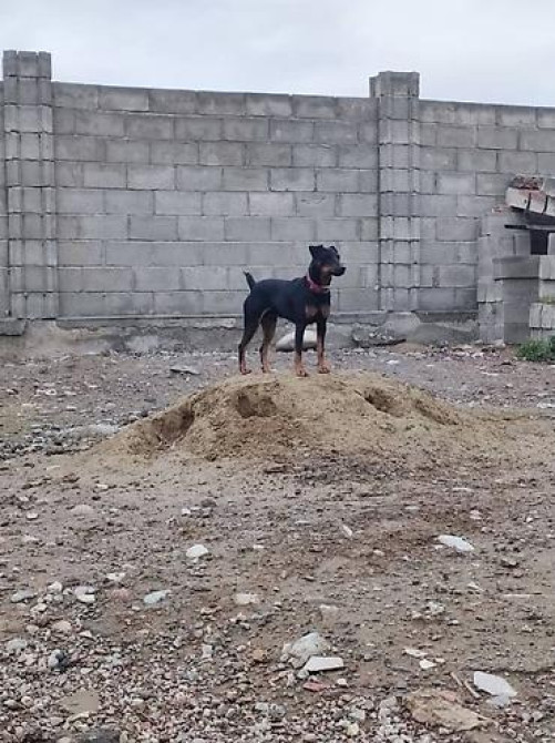 Вязка ягдтерьер самец прививкой Бишкек - изображение 2