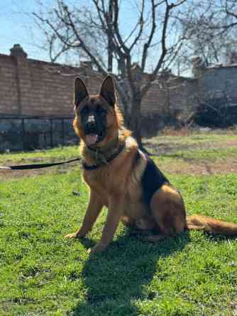 Вязка: Немецкая овчарка, Самец, 2 года, С прививкой Бишкек