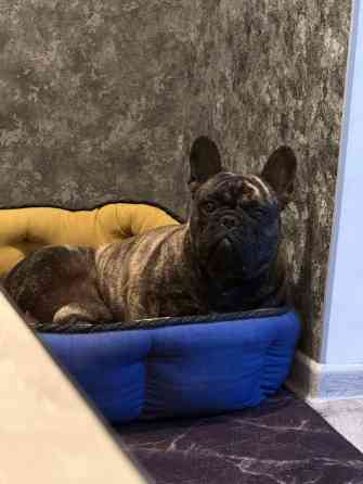 Вязка: Бульдог, Самец, 1 год, С родословной, С прививкой Бишкек