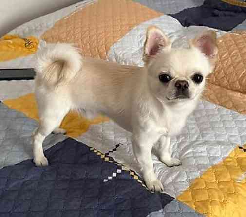 Вязка: Чихуахуа, Самец, 1 год, С прививкой, С родословной Бишкек