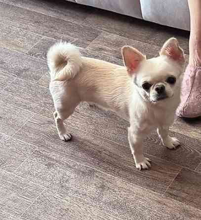 Вязка: Чихуахуа, Самец, 1 год, С прививкой, С родословной Бишкек