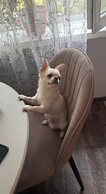 Вязка: Чихуахуа, Самец, 1 год, С прививкой, С родословной Бишкек - изображение 4