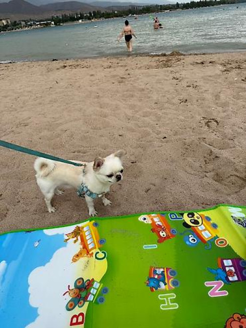 Вязка: Чихуахуа, Самец, 1 год, С прививкой, С родословной Бишкек - изображение 3