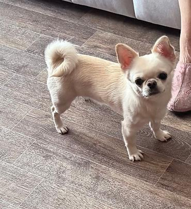 Вязка: Чихуахуа, Самец, 1 год, С прививкой, С родословной Бишкек - изображение 1