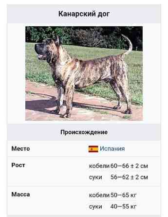 Вязка: Питбуль, Самец, 2 года, С прививкой Бишкек