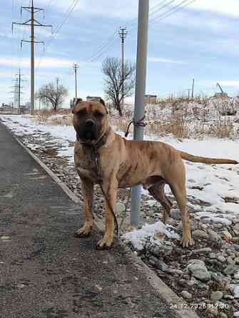 Вязка: Питбуль, Самец, 2 года, С прививкой Бишкек