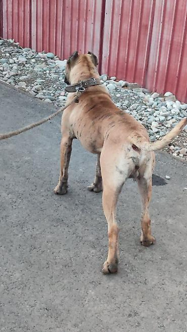 Вязка: Питбуль, Самец, 2 года, С прививкой Бишкек - изображение 2