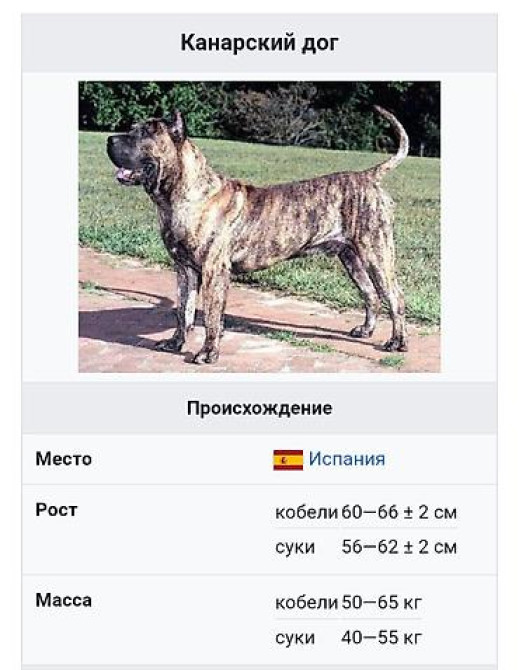 Вязка: Питбуль, Самец, 2 года, С прививкой Бишкек - изображение 3