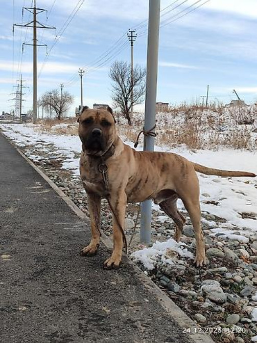 Вязка: Питбуль, Самец, 2 года, С прививкой Бишкек - изображение 1