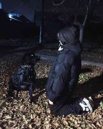 Вязка: Лабрадор-ретривер, Самец, 2 года, С прививкой Бишкек