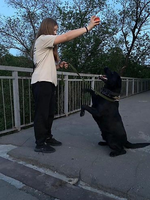 Вязка: Лабрадор-ретривер, Самец, 2 года, С прививкой Бишкек - изображение 1