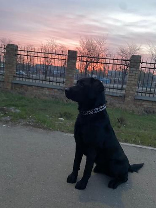 Вязка: Лабрадор-ретривер, Самец, 2 года, С прививкой Бишкек - изображение 2