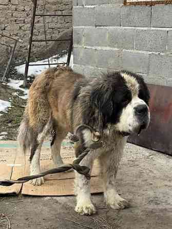 Вязка: Сенбернар, Самец, 2 года, С прививкой Бишкек